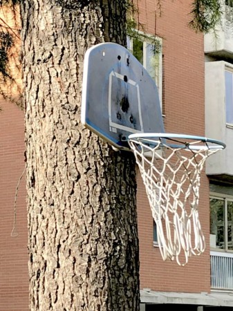 albero-basket1-min