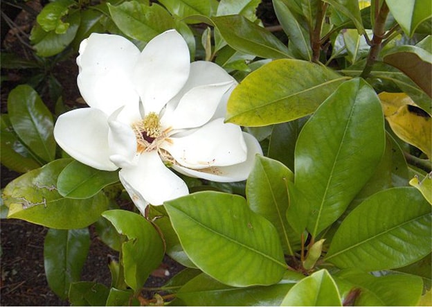 “I lampi della magnolia”: dedicata ai barbari del verde che stanno realizzando il Trc
