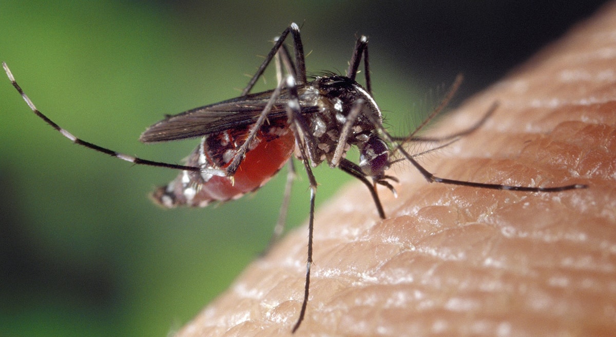 Rimini e provincia infestate da 11 diverse specie di zanzare, 22 in regione. Nel 2015 isolato il primo caso di West Nile Virus in riviera