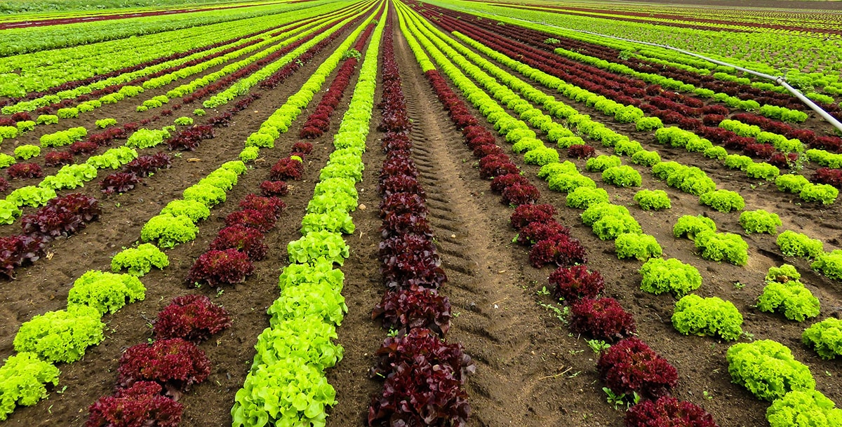 Aziende agricole biologiche: Rimini all’ultimo posto in regione