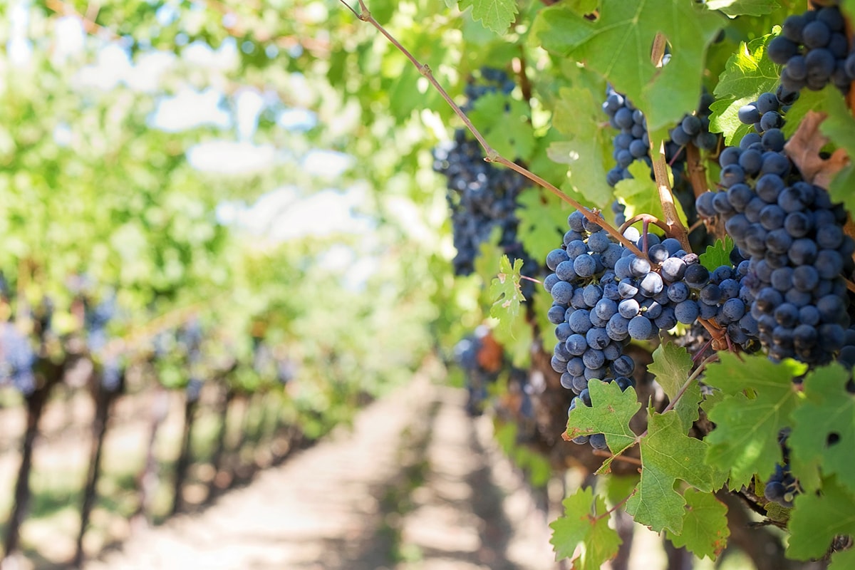 A Rimini produzione del vino dimezzata in dieci anni