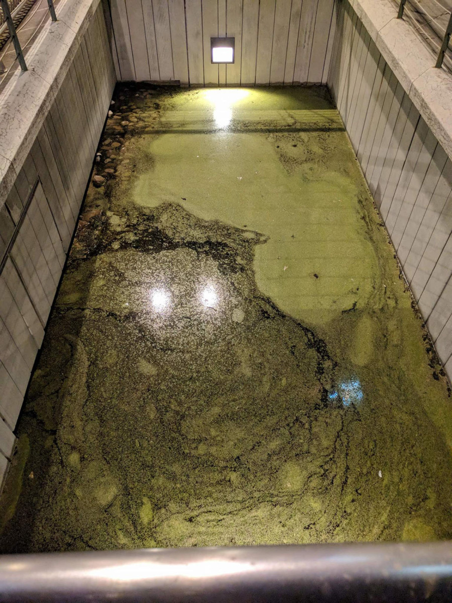I resti dell’antico selciato del foro romano sono diventati la piscina di Hulk