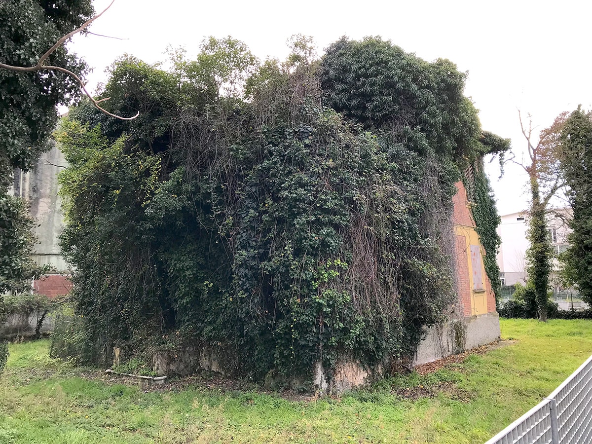 Avvinta come l’edera