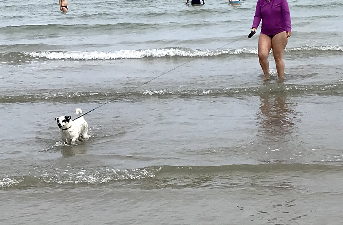 Tanto abbaiare per nulla: l’ordinanza sulla balneazione dei cani alla prova dei fatti