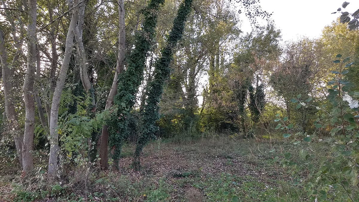 Il piano fognario “stende” altri 40 alberi