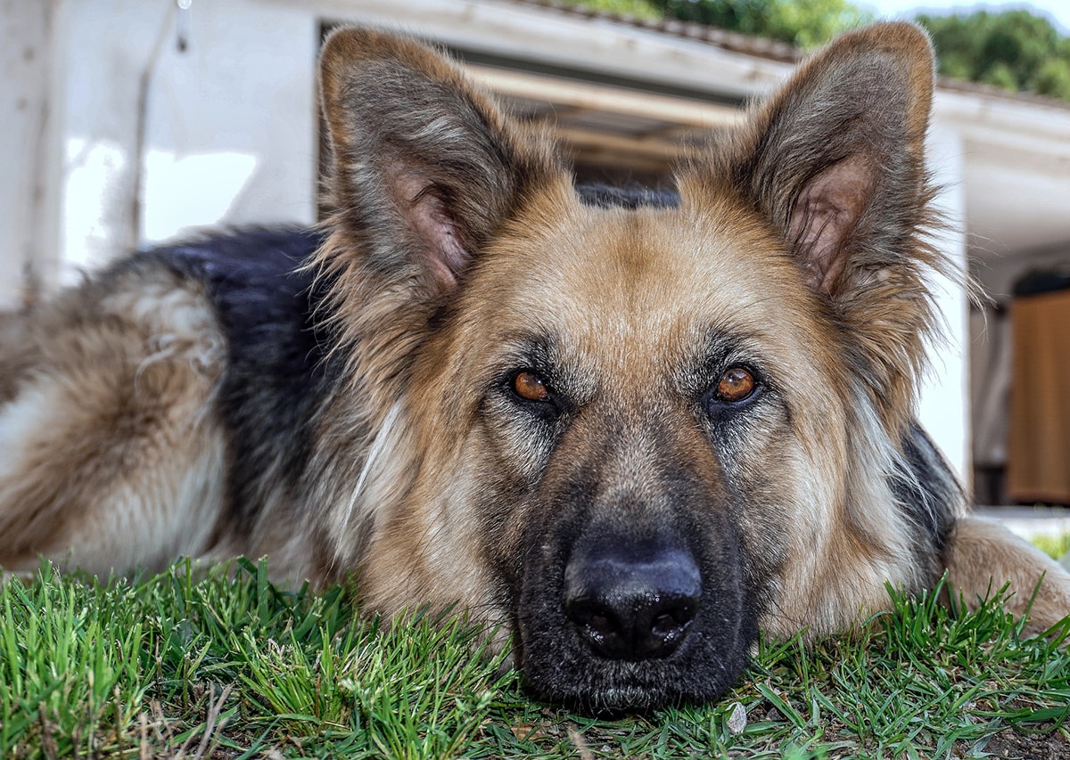 Per i "cani poliziotto" il Comune di Rimini si affida all'allevamento della Decima Mas - Riminiduepuntozero