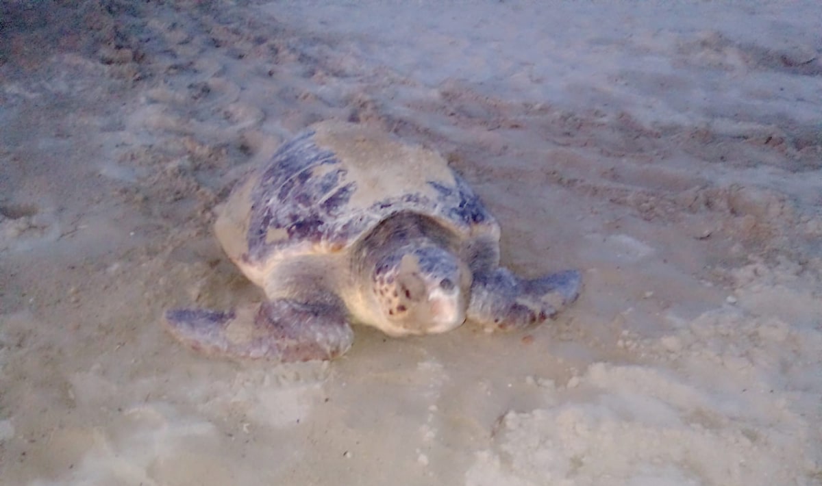 L’eccezionale arrivo della tartaruga Caretta: il nido di “Big Luciana” sulla spiaggia di Baia Flaminia