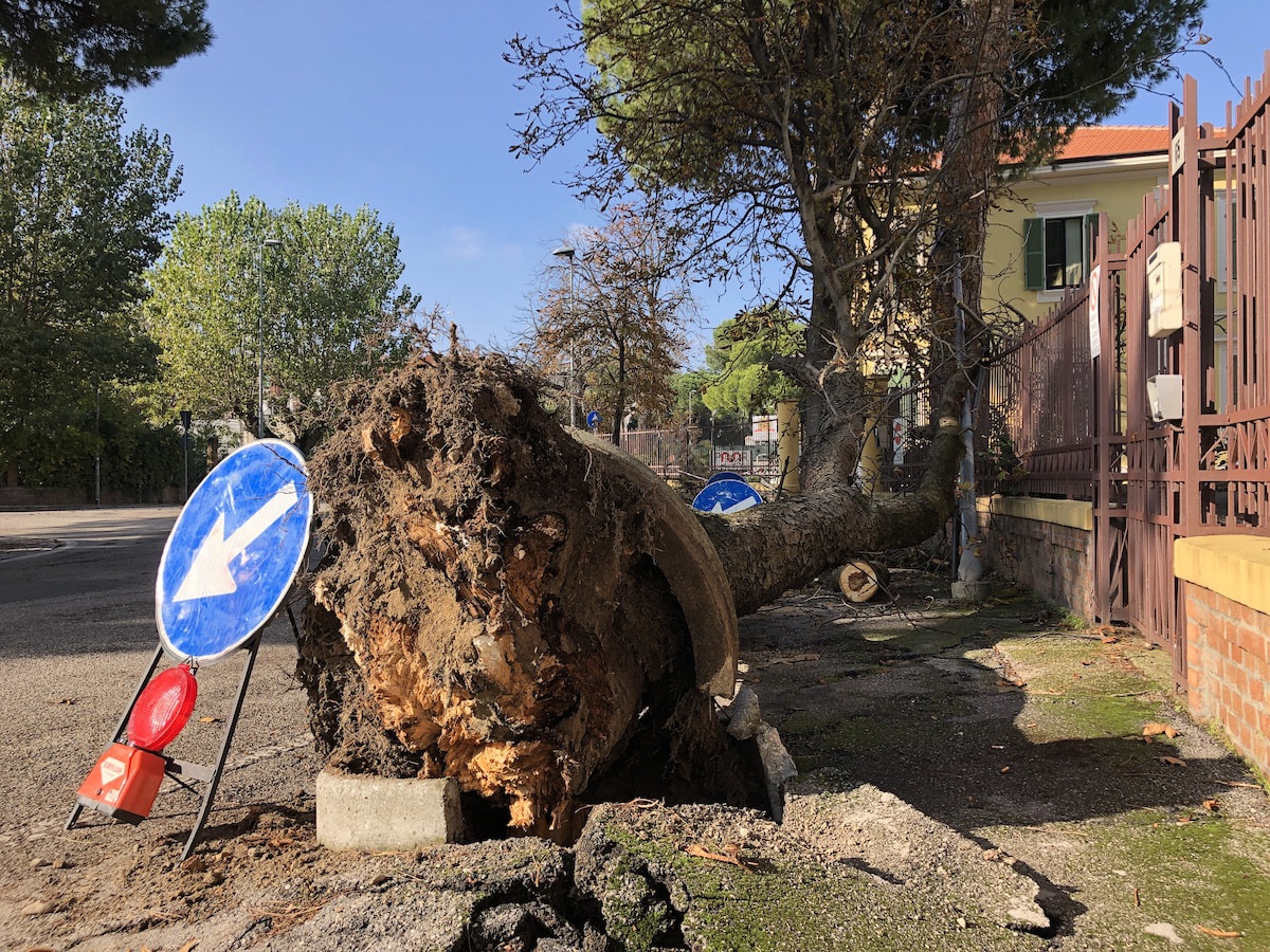 Un grosso albero crolla sull’ingresso del Cemi, fortunatamente chiuso