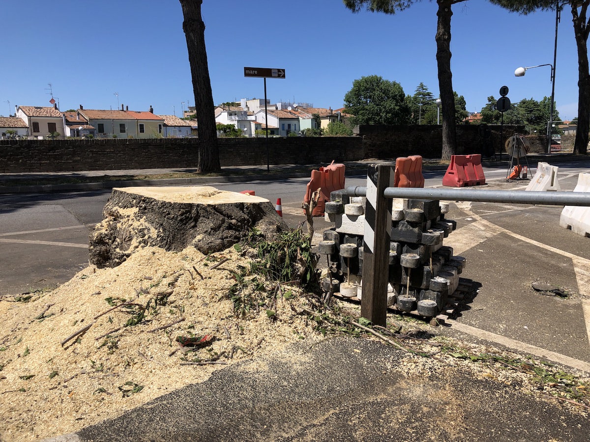 Addio alberi: “hanno fatto il deserto intorno a Porta Galliana”