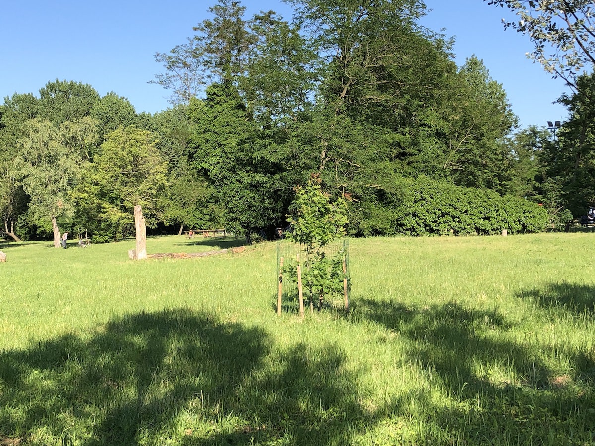 Tre amici e la quercia palustre che cresce nel parco Marecchia