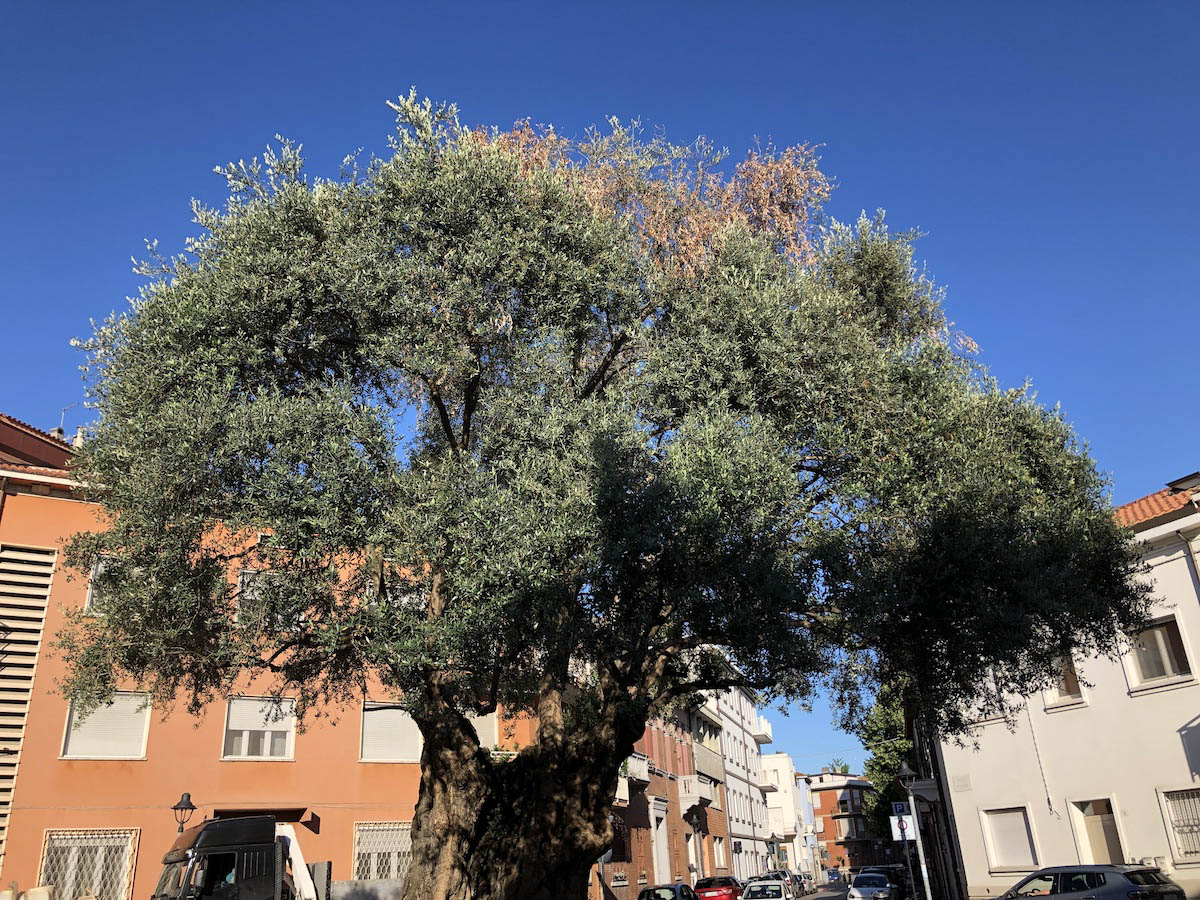 Ecco com’è ridotto il maestoso ulivo di piazzetta Plebiscito