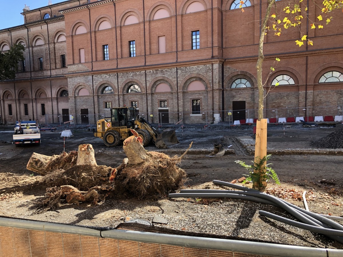 Un’altra «sfoltita» agli alberi di piazza Malatesta