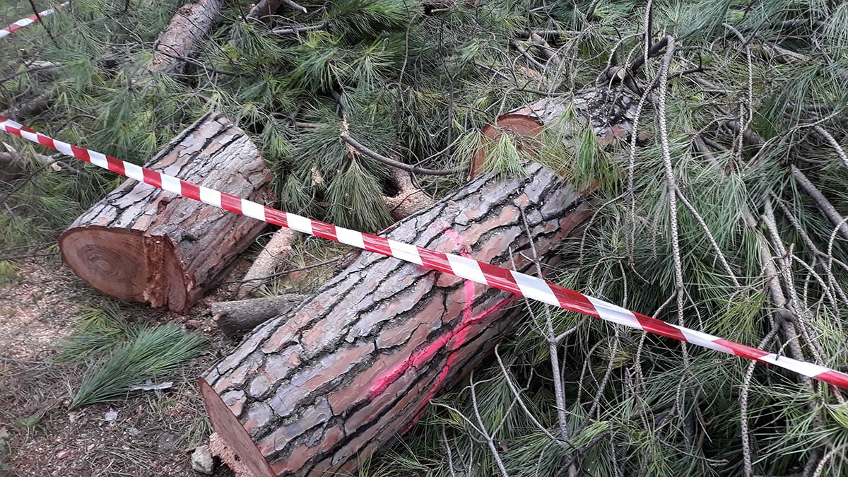 «Bel pino addio, hanno decapitato un altro albero»