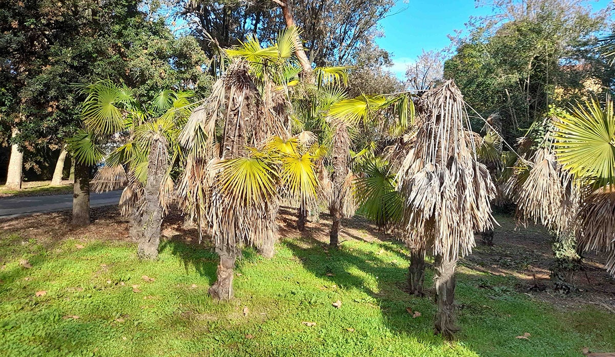 Lettera: «il parco delle palme dimenticate»