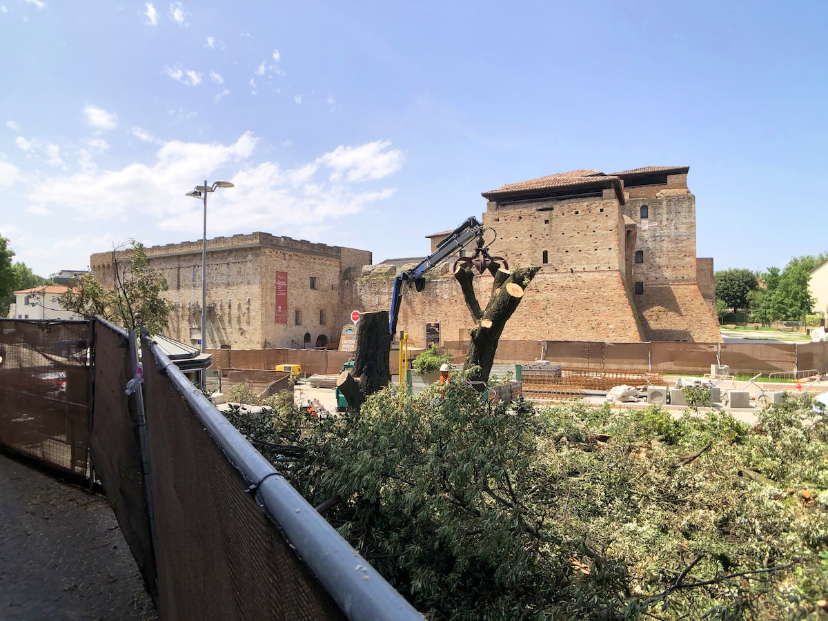 La strage continua: abbattuti anche i lecci di piazza Malatesta