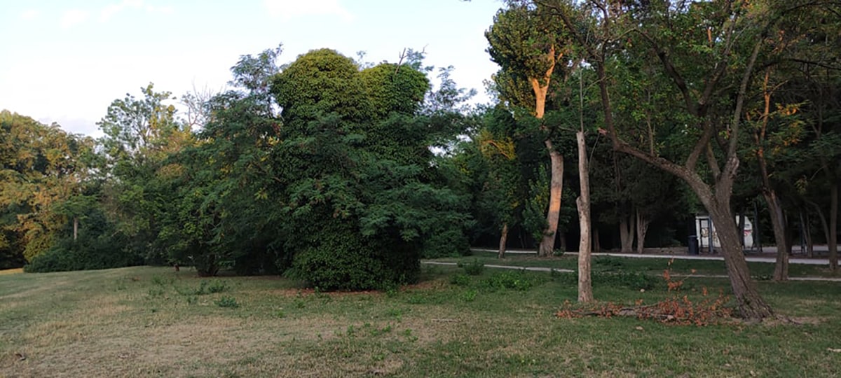 Boschi in città: vegetazione spontanea da tutelare
