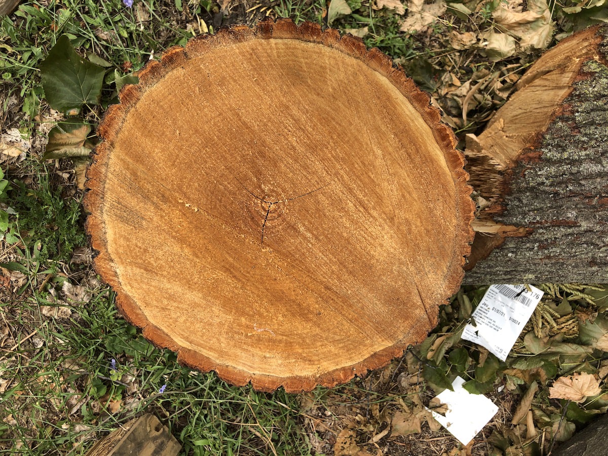 Adesso tocca agli alberi del Parco della Cava