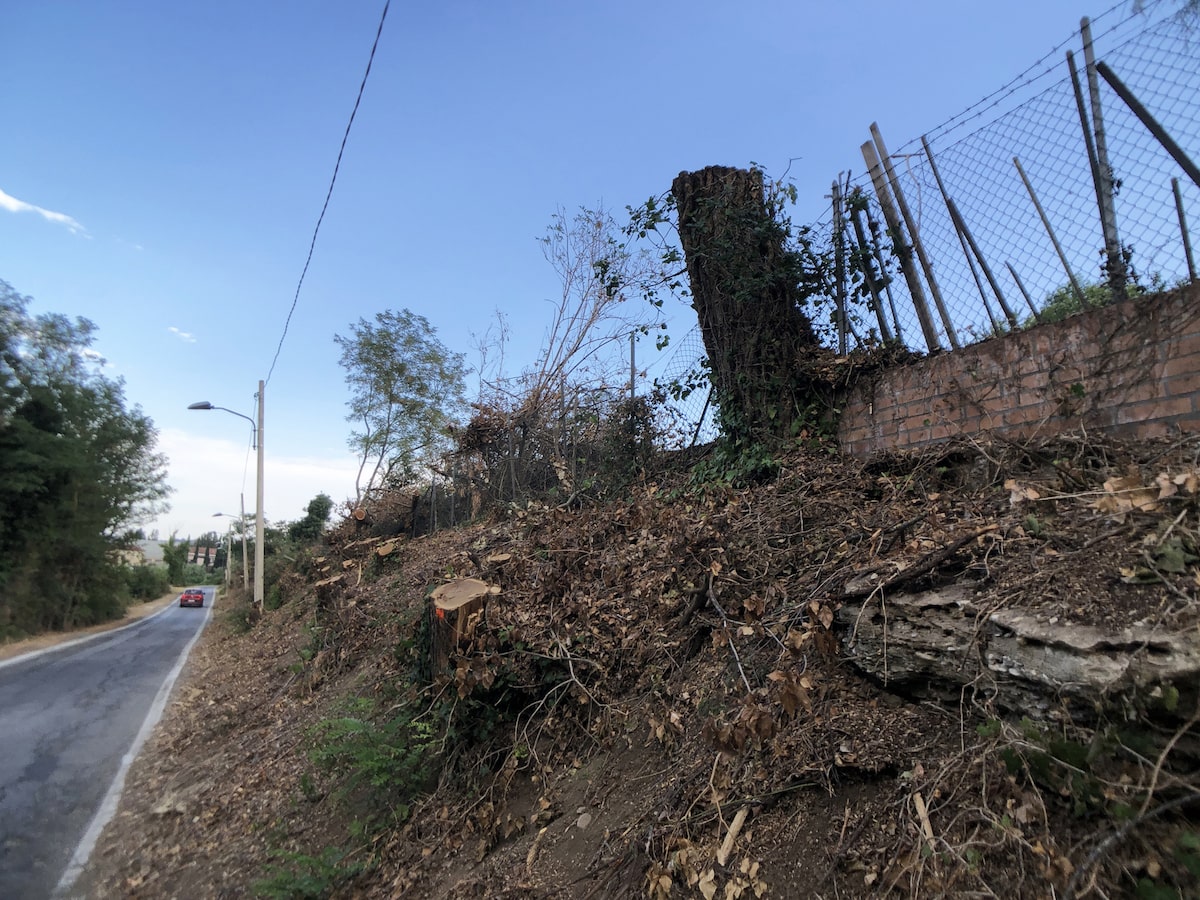 Covignano: la “tosatura” di alberi che indigna