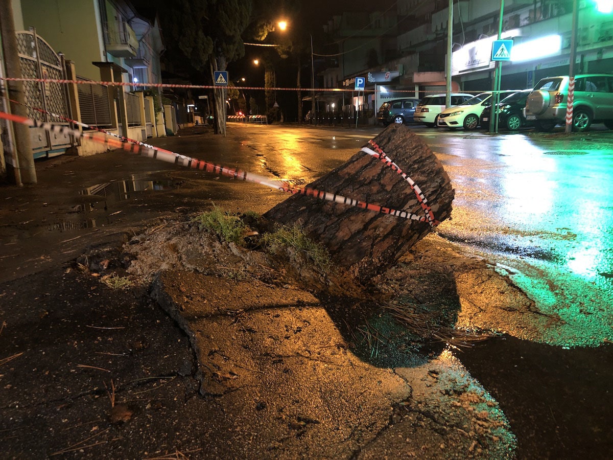 In via Covignano è crollato sulla strada un grosso pino