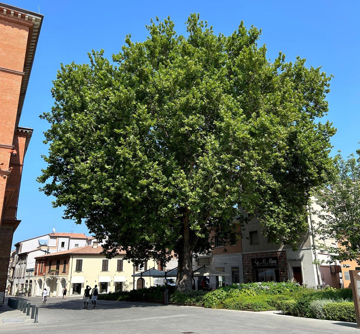 La Regione redige la lista degli alberi monumentali e si scopre che Rimini non ne ha nemmeno uno ufficialmente riconosciuto